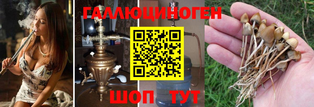 Псилоцибиновые грибы Cubensis  Вход с VPN  где найти   Черногорск 